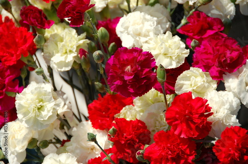 carnations red and white