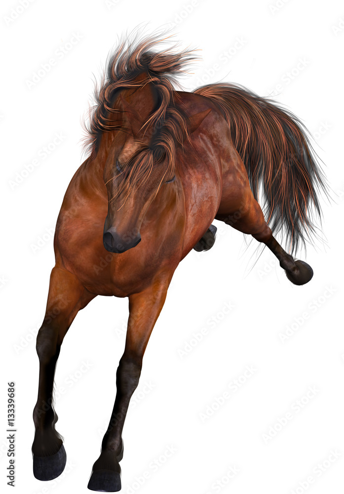 Obraz premium Beautiful Horse
