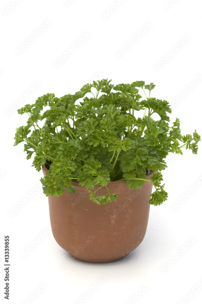 Petersilie, Petroselinum, Crispum, Krause Petersilie, Petroselinum, Crispum, Krause