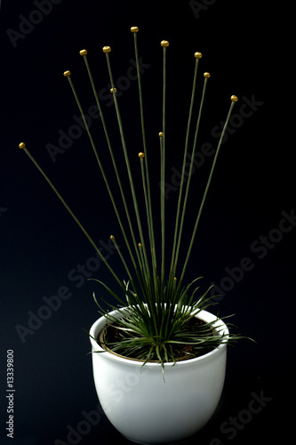 Mikadopflanze, Syngonanthus chrysanthus, Mikado, Gold photo