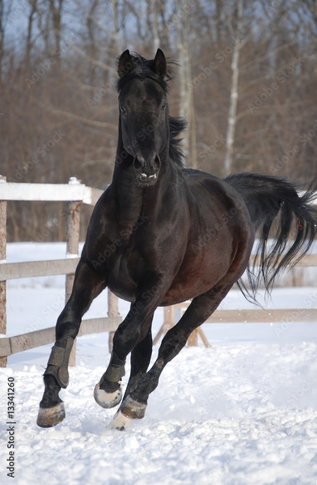 beautiful black stallion runs on the snow beautiful black stallion runs on the snow