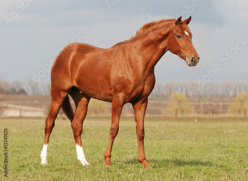 young warm blood stallion in the spring sunlight