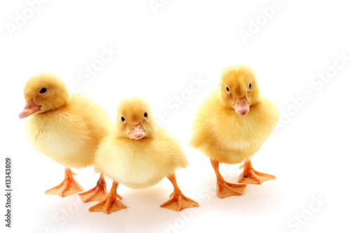 three yellow fluffy ducklings