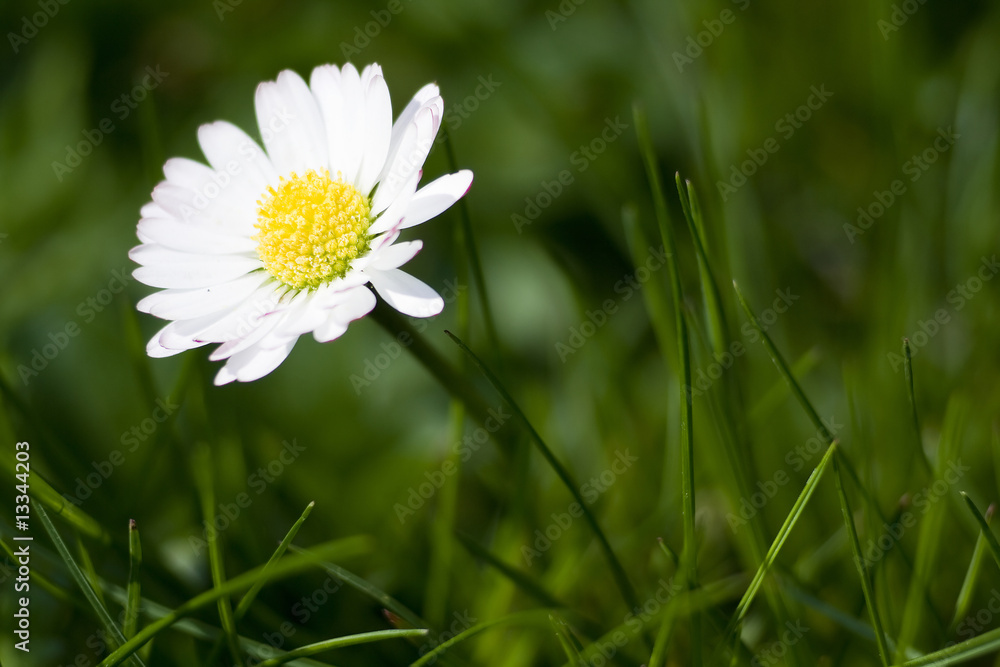 Obraz premium daisy flower