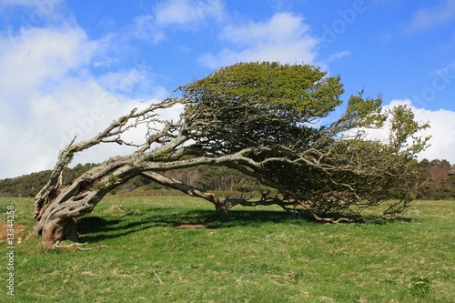 Tableau sur toile wind blown