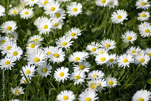 Background of blooming daisies