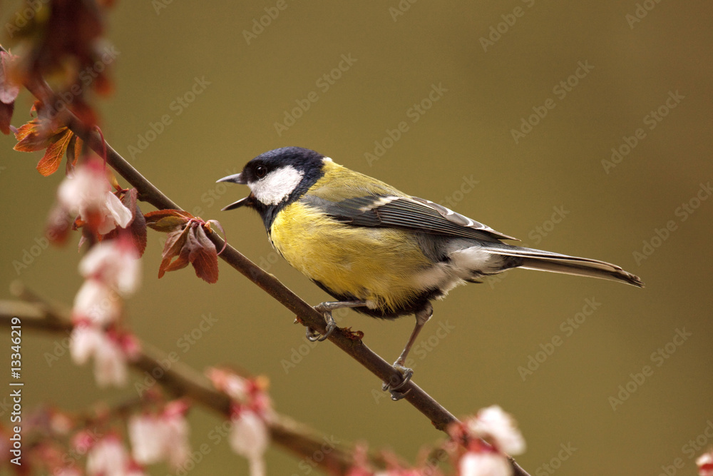 Fototapeta premium Singing Great Tit in Cherry Tree