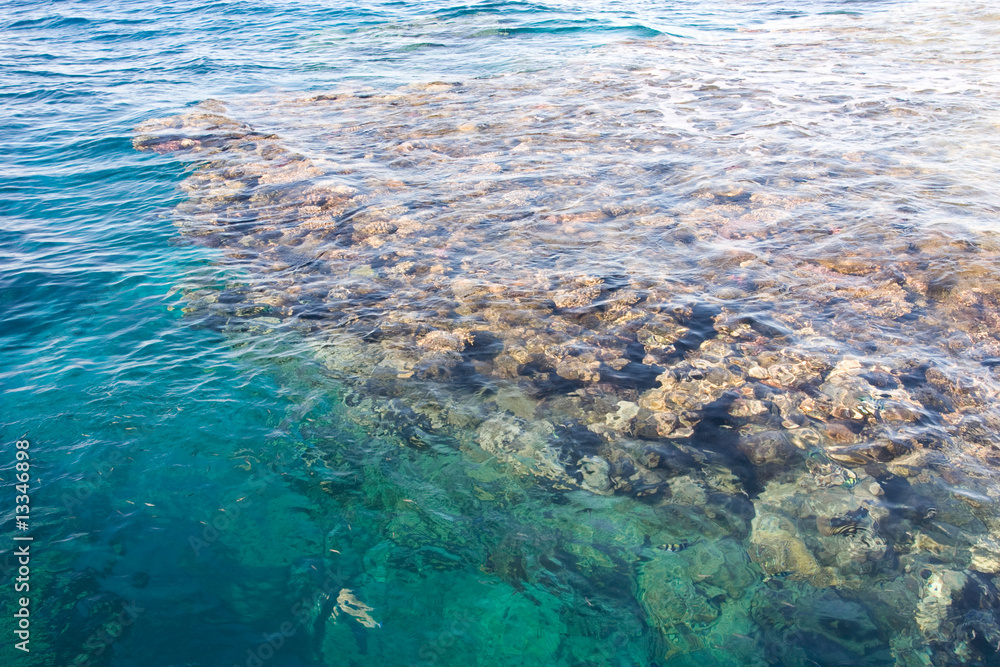 corals in water corals in water