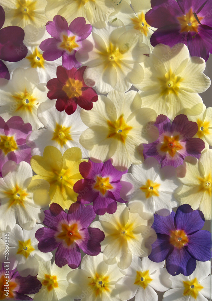 Frühling Frühling