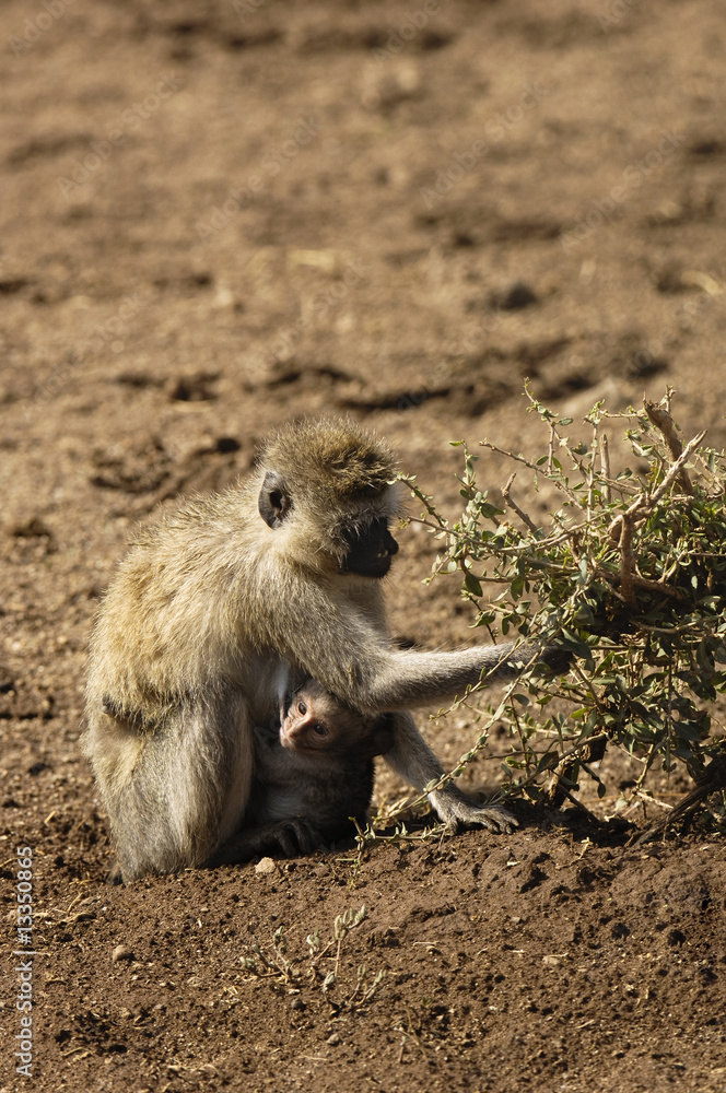 Obraz premium Vervet monkey and her young