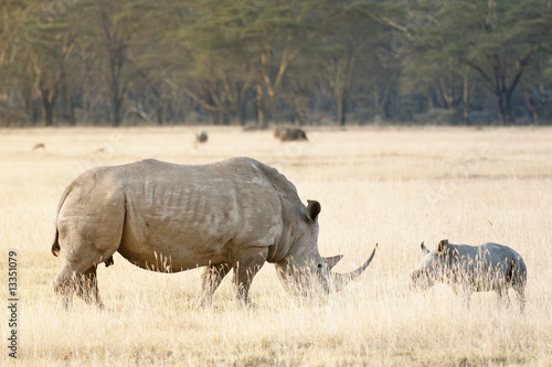 Southern White Rhino and calf