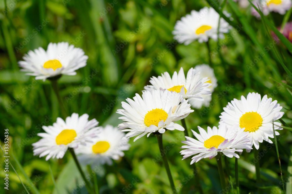 Obraz premium Spring meadow with flowers