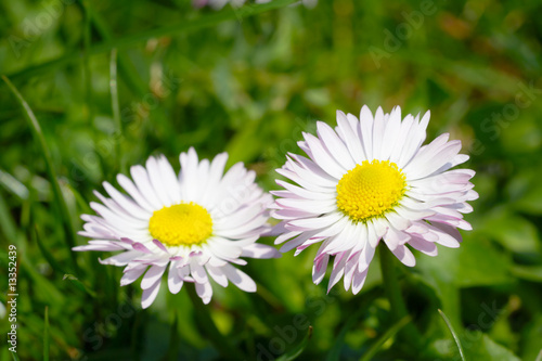 Daisy flowers