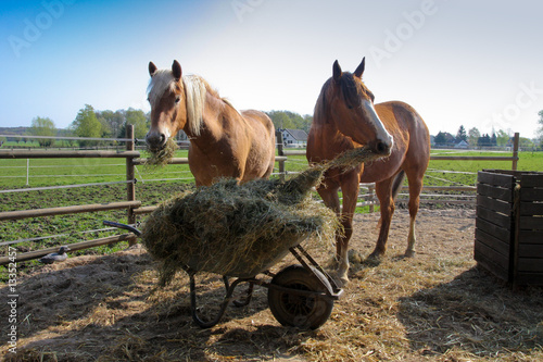 Photos Pferde fressen Silage