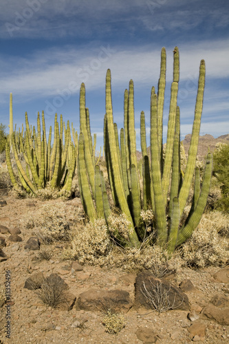 Organ Pipe National Monument photo