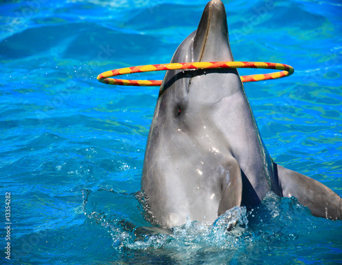 dolphin and circle