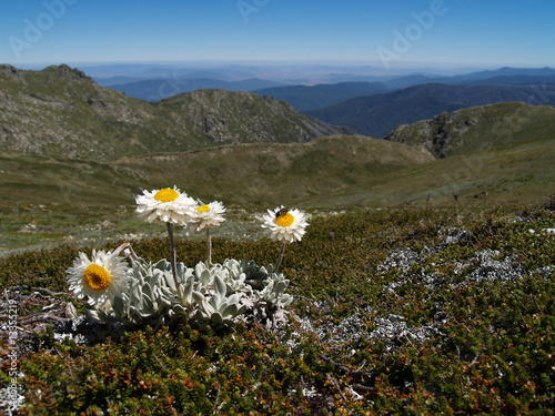 Alpine sunray in Kosciuszko National Park