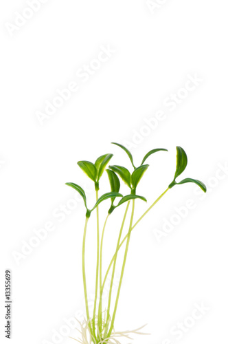 Green saplings isolated on the white background