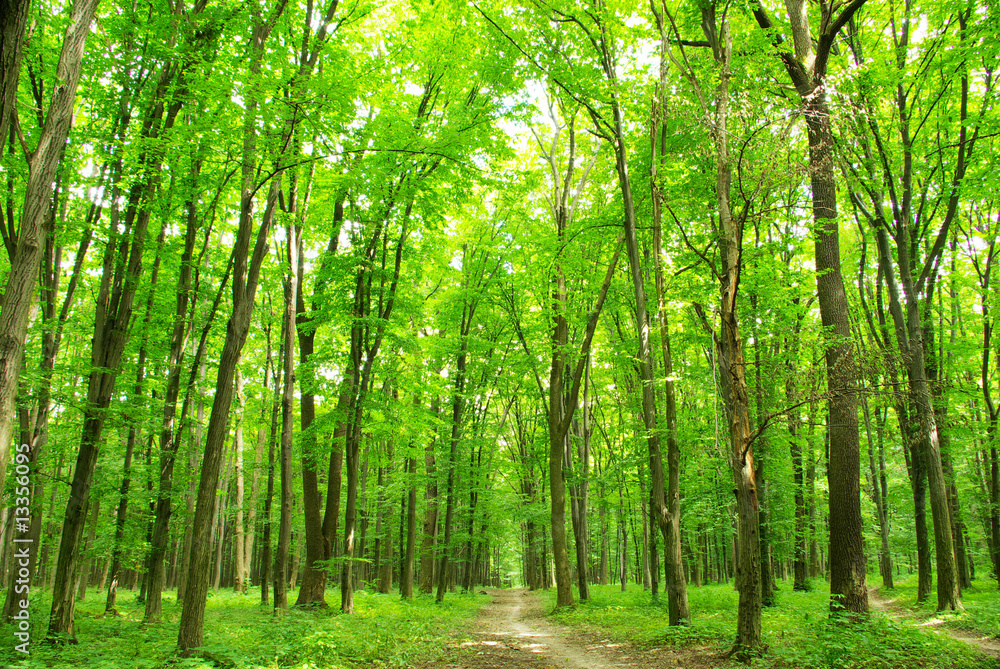 Obraz premium zielony las