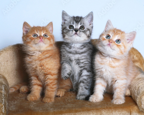 Three kittens on a sofa.