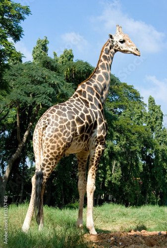 Full length body picture of a giraffe with trees