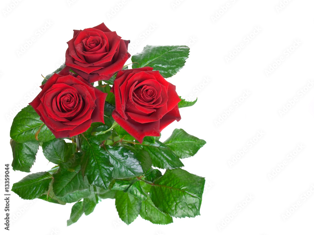 Fototapeta premium three rosebud on a white background.