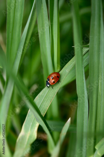 Ladybird on the green grass