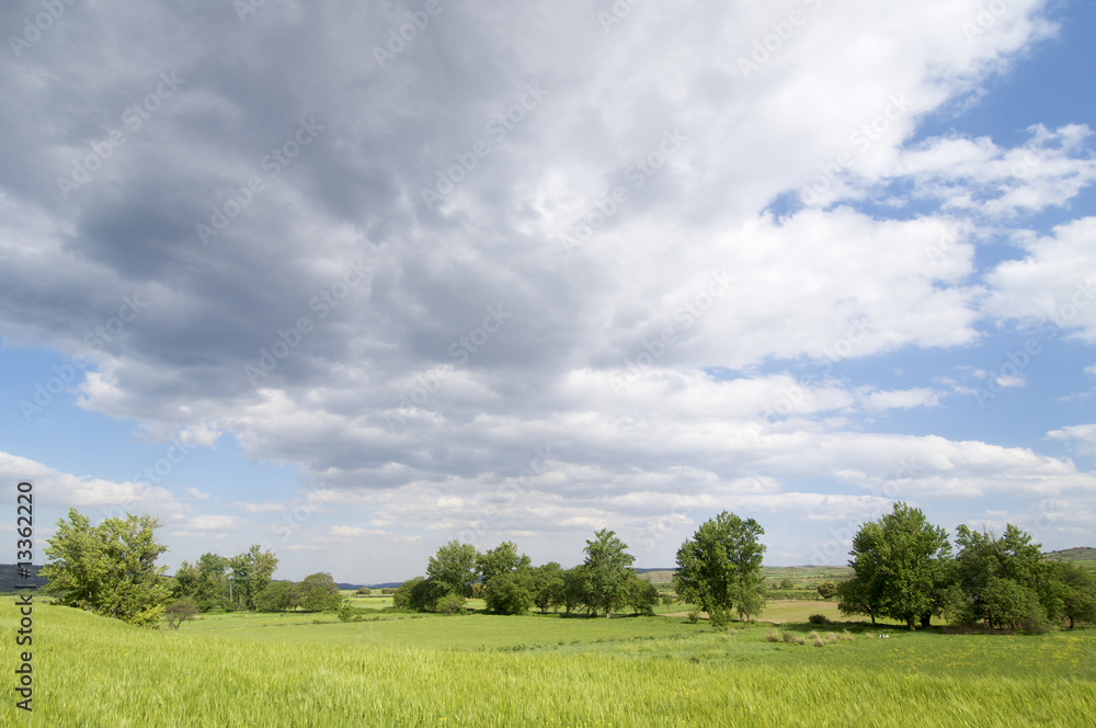 green meadow with trees and clouds