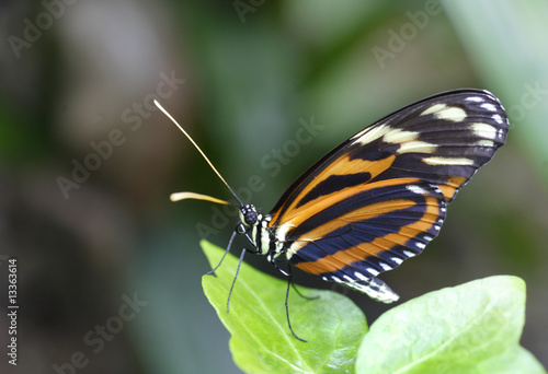 Papillon exotique © Capnord