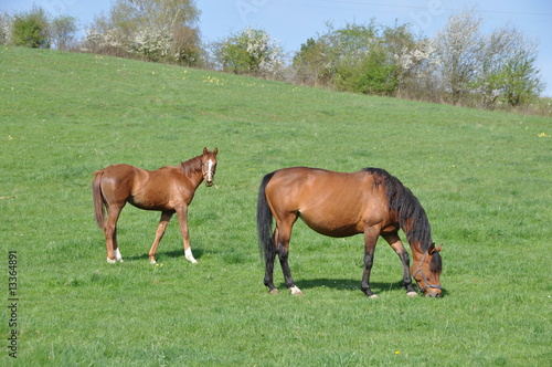 Poulain et cheval