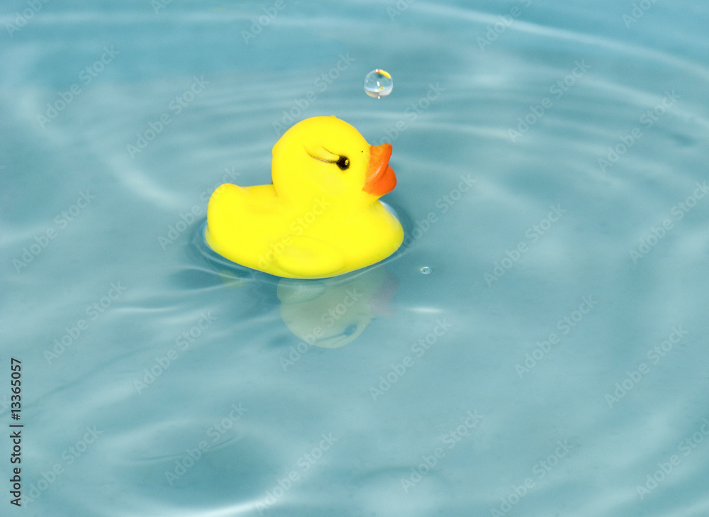 cute duckling cute duckling