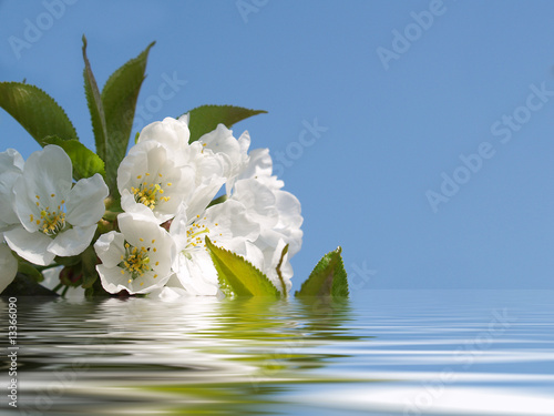 im Wasser treibende Kirschblüten