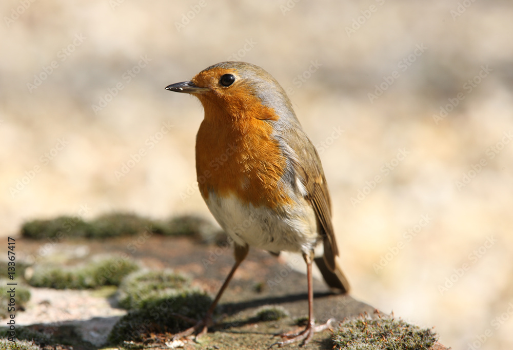 Portrait of a Robin