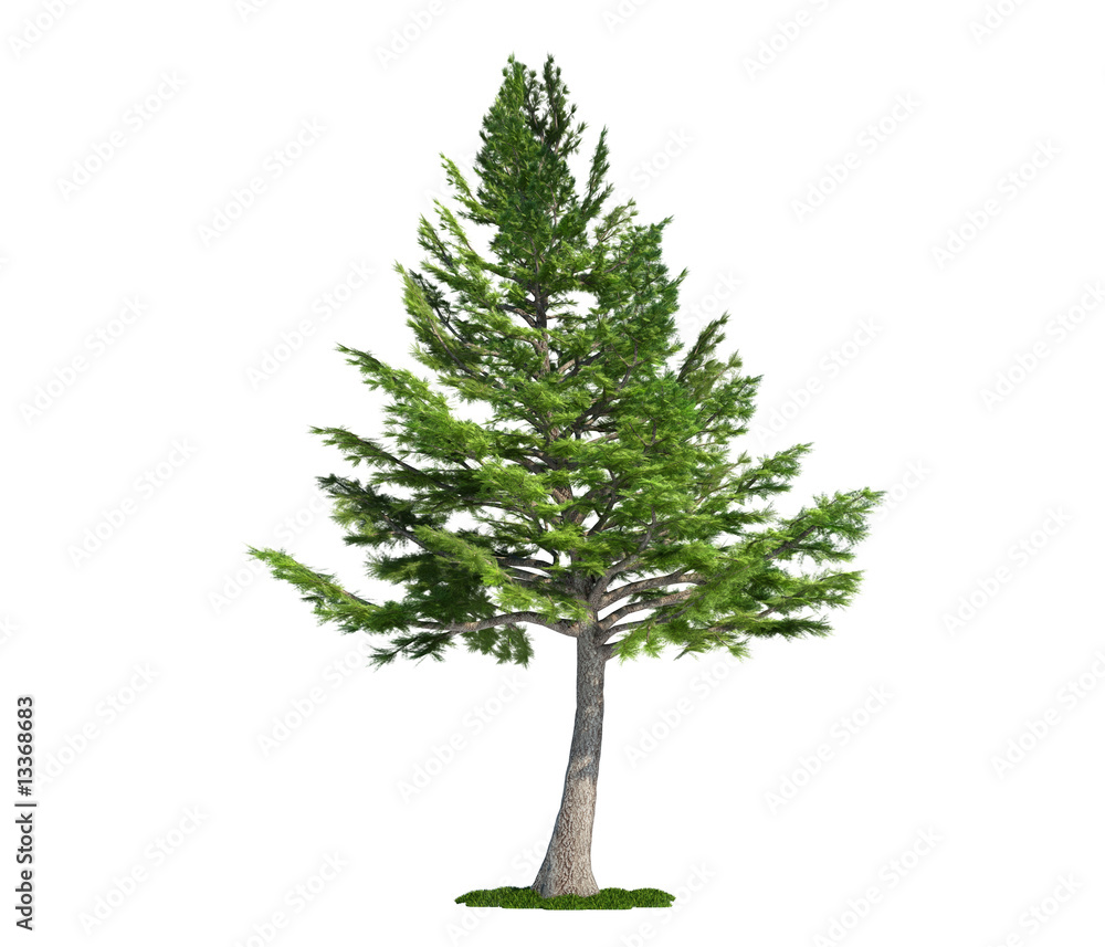 Fototapeta premium isolated tree on white, Lebanon Cedar (cedrus libani)