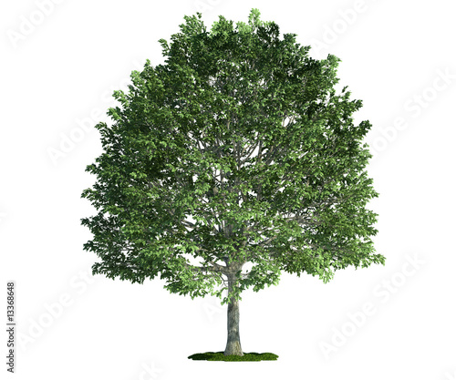 isolated tree on white, hornbeam (carpinus) photo