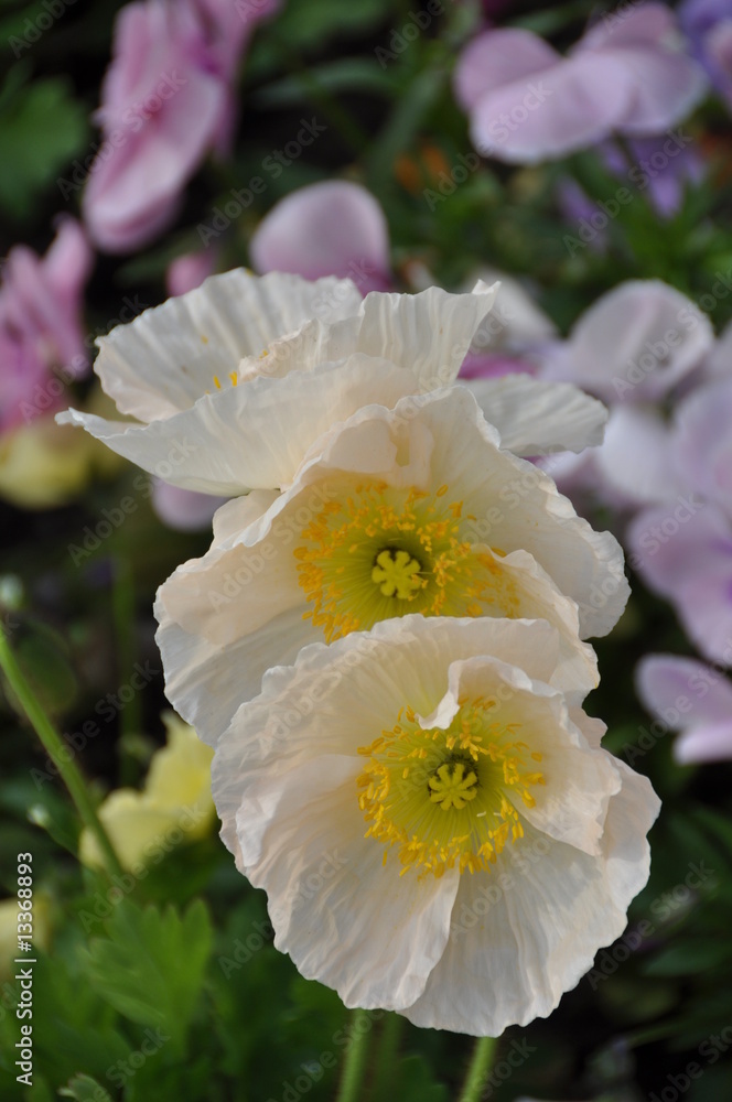 Obraz premium tulipe ou coquelicot blanc