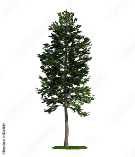 isolated tree on white, Scots Pine (Pinus sylvestris)