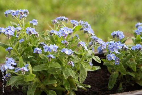 Florens myosotis