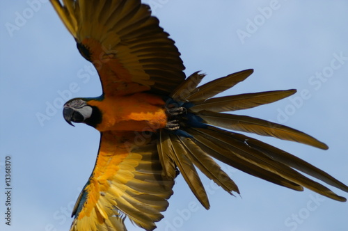 Wallpaper Mural Perroquet en vol Torontodigital.ca