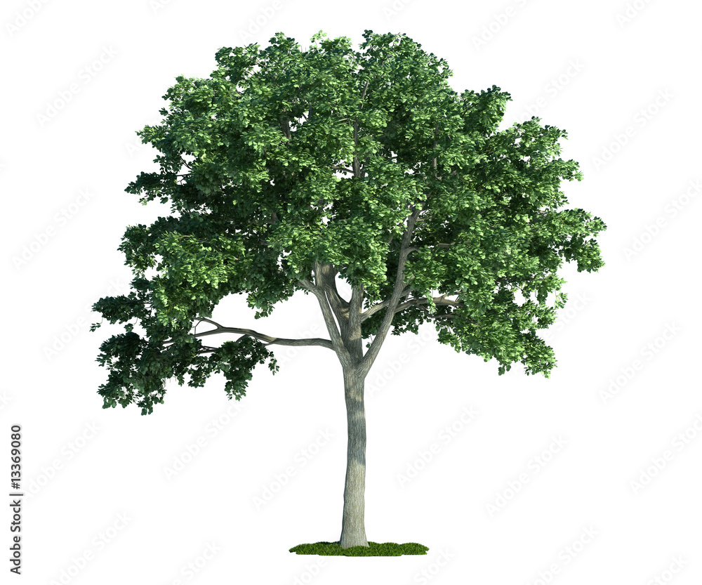 isolated tree on white, Elm (Ulmus)