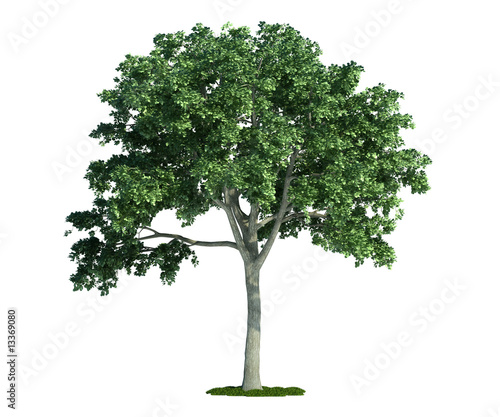 isolated tree on white  Elm  Ulmus 