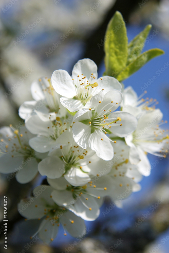 Obraz premium Kirschblüte 12