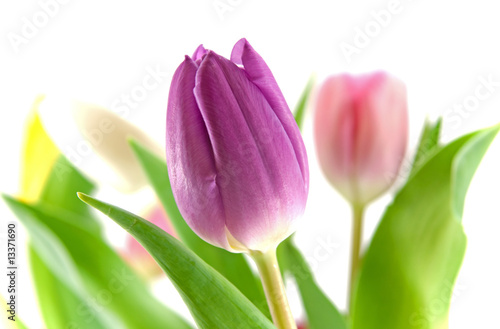 Fototapeta Naklejka Na Ścianę i Meble -  Purple tulip