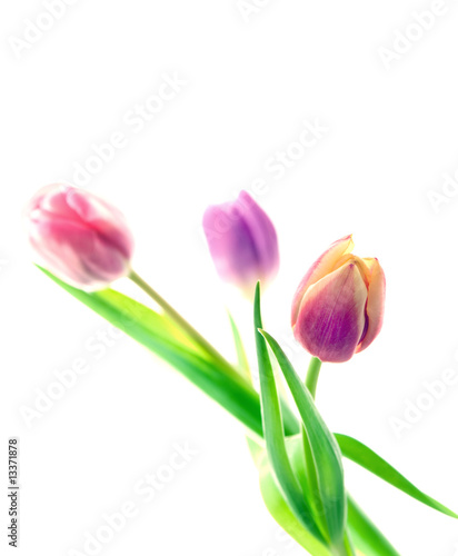 Three tulips