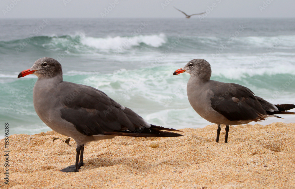 Fototapeta premium Two seaguls at the beach