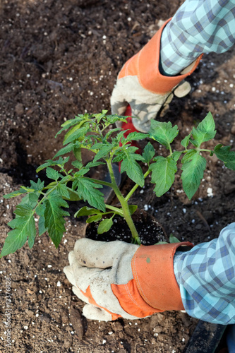 Closeup of hands planting large tomato plant