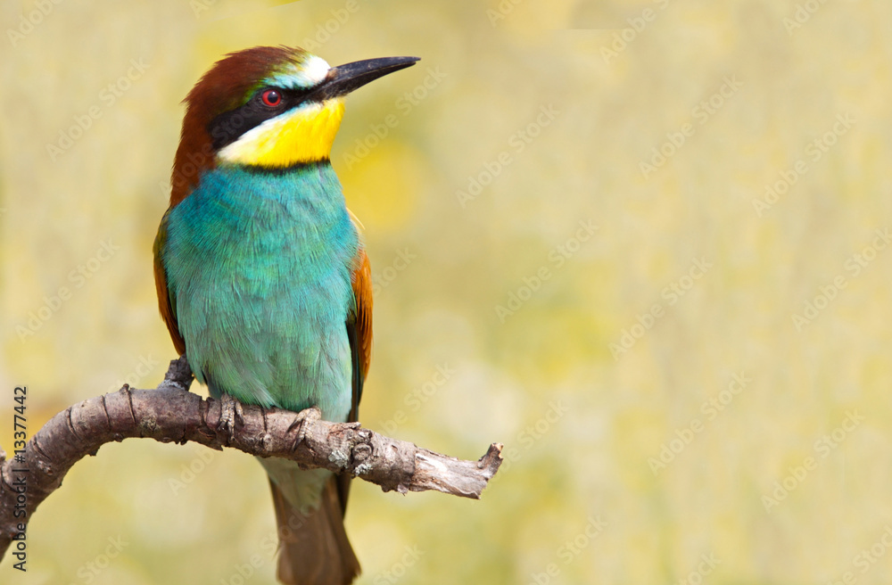 Bee-eater perched on a branch