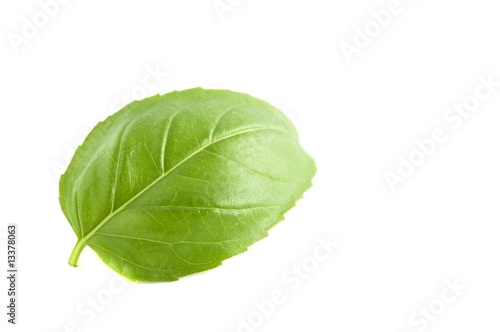 Basil Leaf - Ocimum basilicum