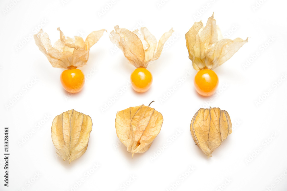 Physalis isolated on a white studio background Physalis isolated on a white studio background