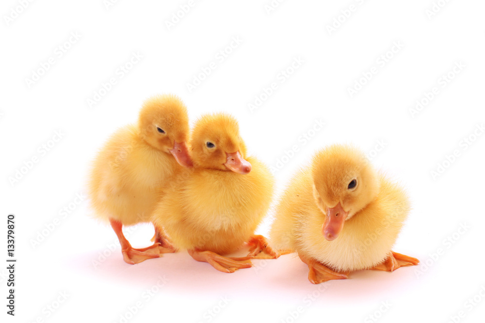 Fototapeta premium Trzy kaczątko na białym tle